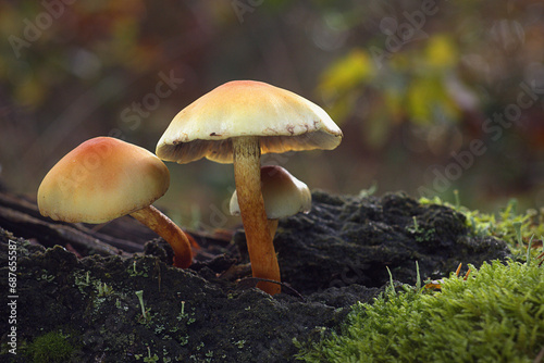 Close-up of a very interesting colorful mushrooms, green-leaved sulfur head, hypholoma fasciculare, autumn mushrooms photo