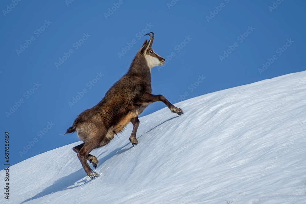Alpine chamois (Rupicapra rupicapra) climbing up a steep snowy slope on a cold winter day in the Alps. Italy. Mountain goat.