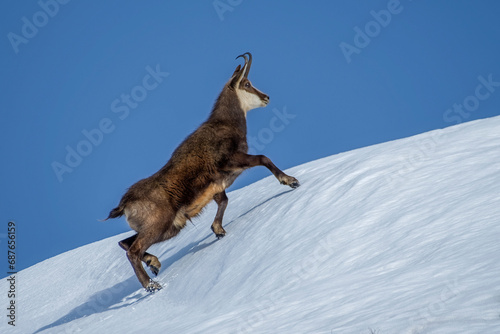 Alpine chamois (Rupicapra rupicapra) climbing up a steep snowy slope on a cold winter day in the Alps. Italy. Mountain goat. © Dario