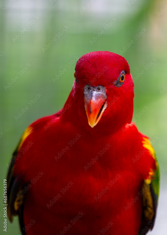 Obraz premium Chattering Lory (Lorius garrulus) – A Riot of Colors in Flight