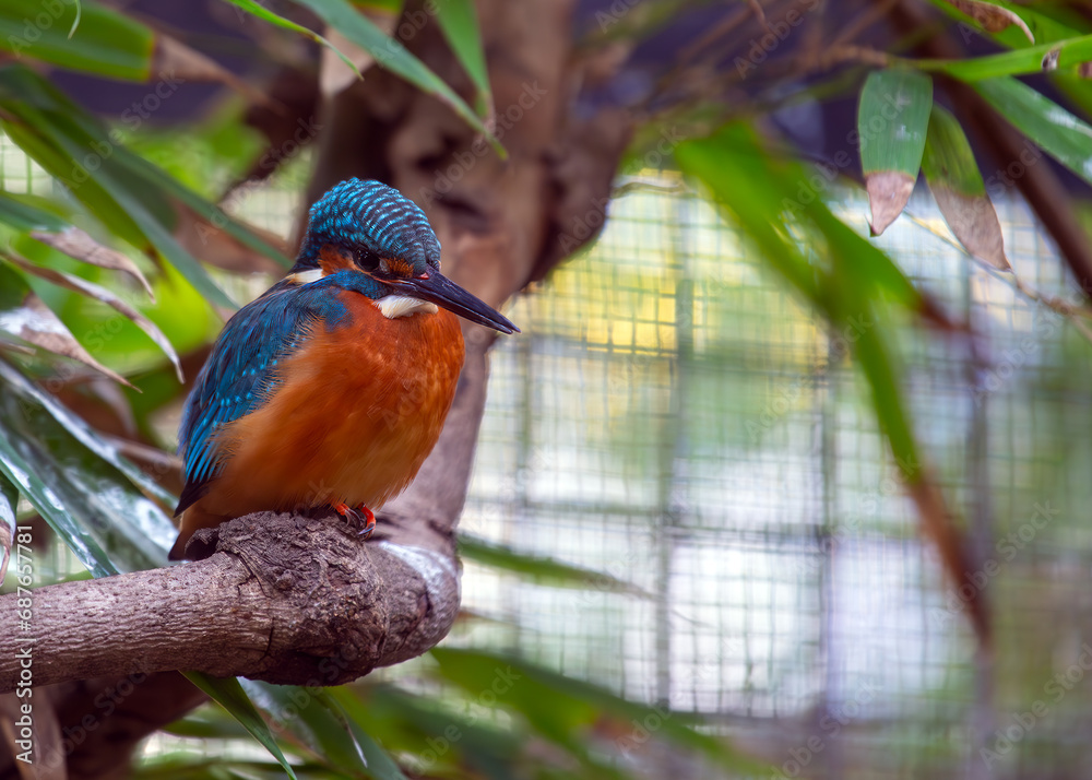 Common Kingfisher (Alcedo atthis) - Jewel of the Waters Common Kingfisher (Alcedo atthis) - Jewel of the Waters
