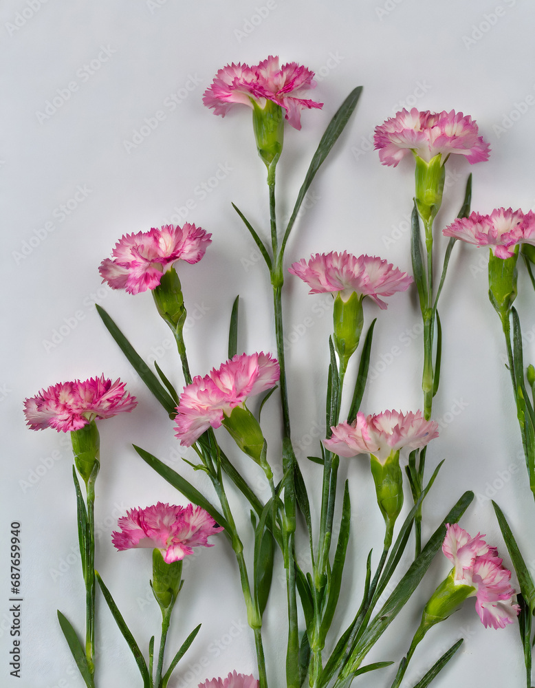 Fototapeta premium Studio floral display of Dianthus