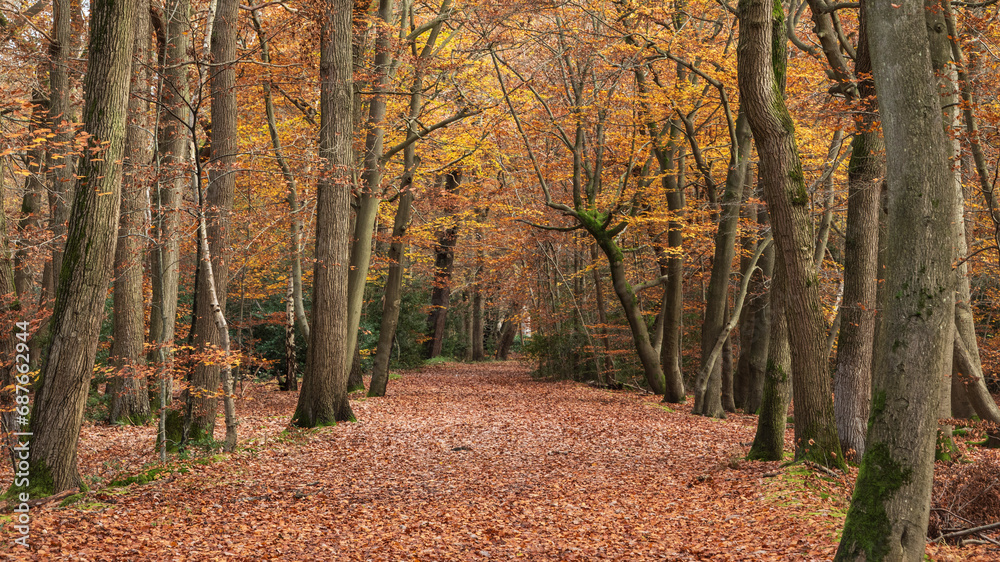 Fototapeta premium Stunning Autumn Fall forest scene with colorful vibrant Autumnal colors in the trees