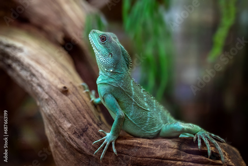 Female Green Water Agama  Physignathus cocincinus  sitting on a tree branch.