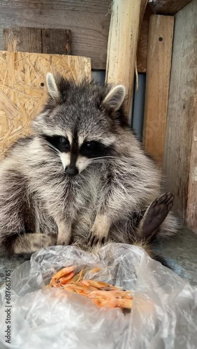 The raccoon is sitting eating shrimp