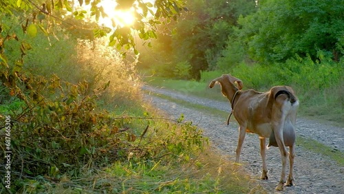 A dairy goat grazes on a farm in summer
