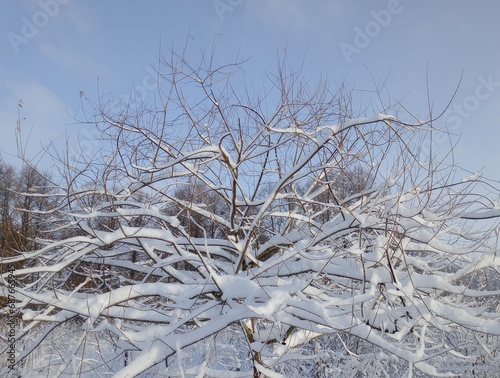 A tree covered with snow on a blue sky background
