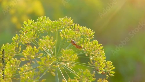 Umbrellas of dill in the garden 