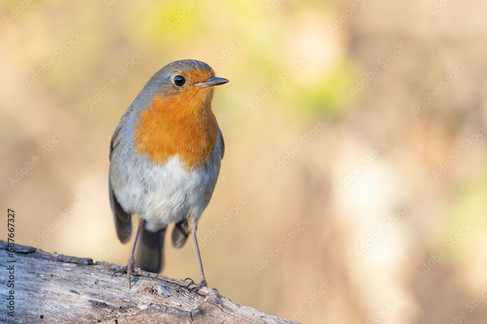 The European robin (Erithacus rubecula), is a small insectivorous passerine bird. The European robin (Erithacus rubecula), is a small insectivorous passerine bird.