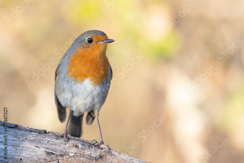 The European robin (Erithacus rubecula), is a small insectivorous passerine bird.