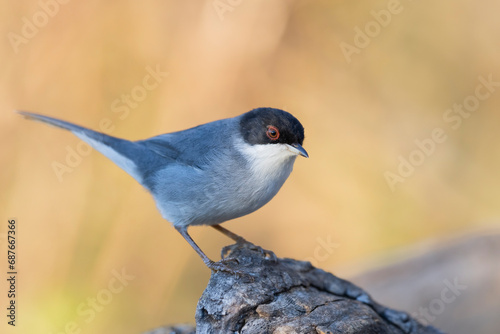 The Sardinian warbler (Curruca melanocephala) is a common and widespread typical warbler from the Mediterranean region.  photo