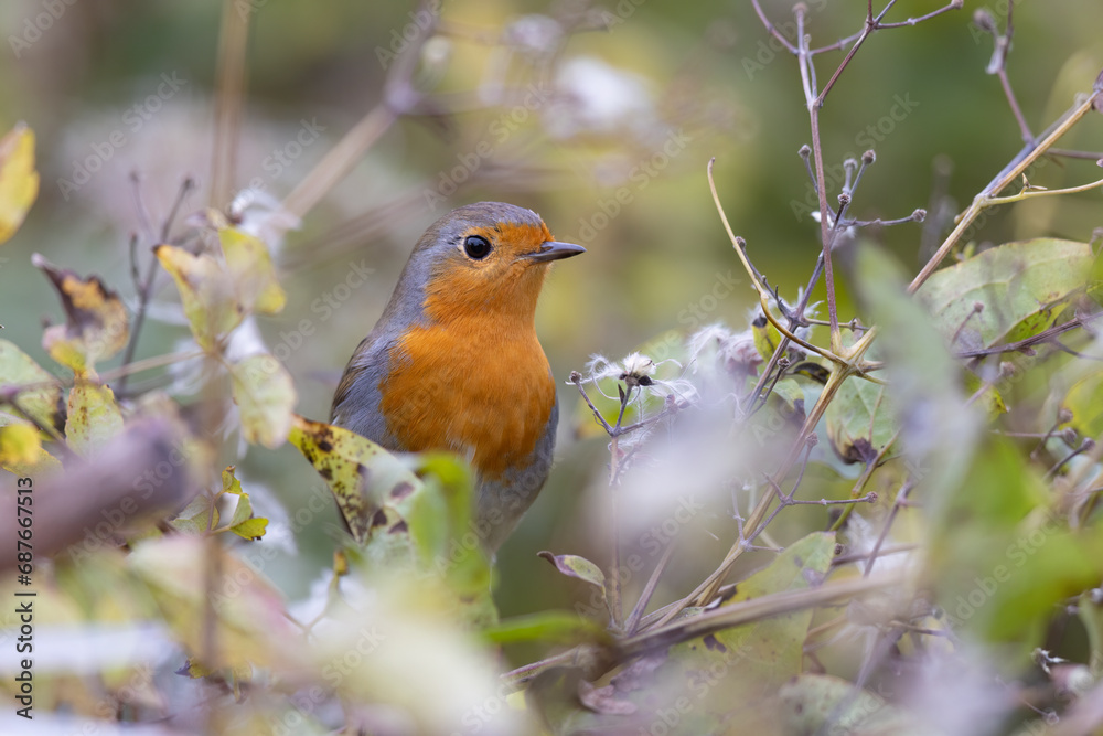 The European robin (Erithacus rubecula), is a small insectivorous passerine bird.
