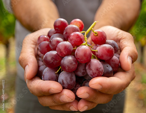 Cupped hands holding red grapes