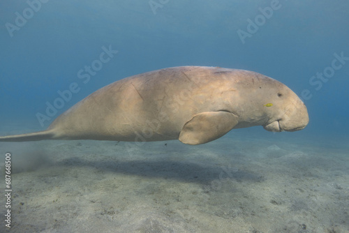 Dugong (Dugong dugon) swimming. Sea cow.