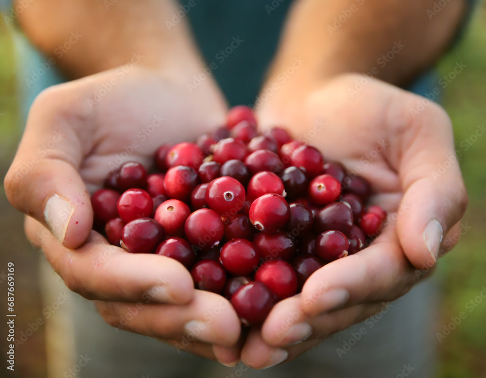 Cupped hands holding cranberries Cupped hands holding cranberries
