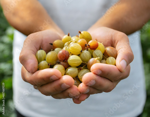 Cupped hands holding gooseberries