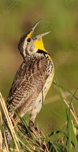 Western meadowlark (Sturnella neglecta), Rocky Mountain Arsenal National Wildlife Refuge, Colorado