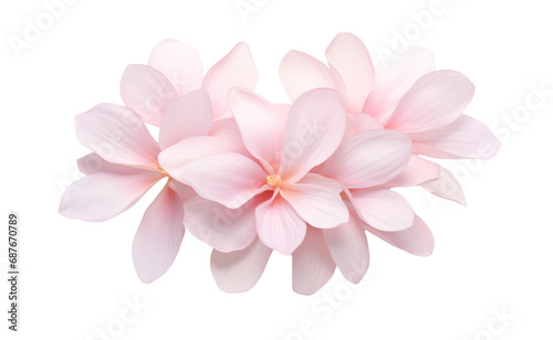 Frangipani or Plumeria flowers isolated on transparent background © Infinite_PNG