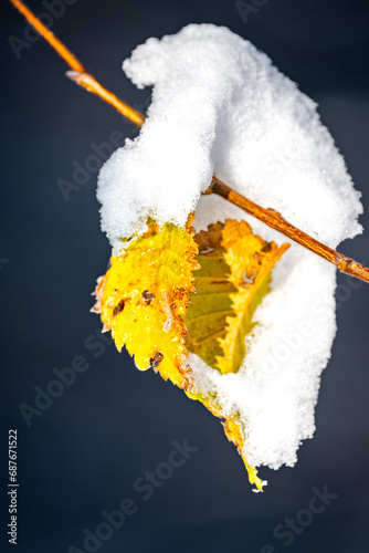 Laub mit Schnee
