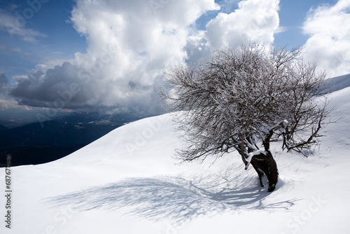 Winter landscape, lonely tree covered by snow © elleonzebon