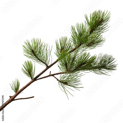 branch of a pine