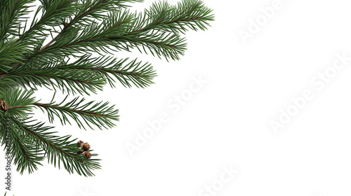 branch of a pine on Transparent Background