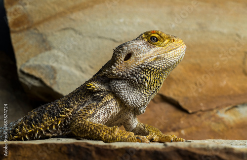 Agama dragon portrait close-up