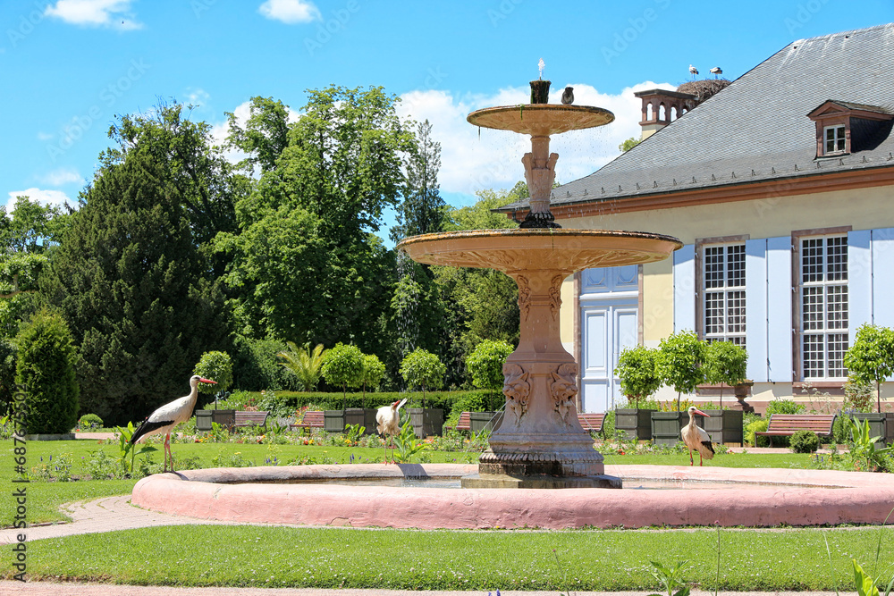 Bunch of storks around a fountain - Orangerie Park, Alsace, Strasbourg.