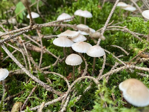 weiße Pilze im Wald