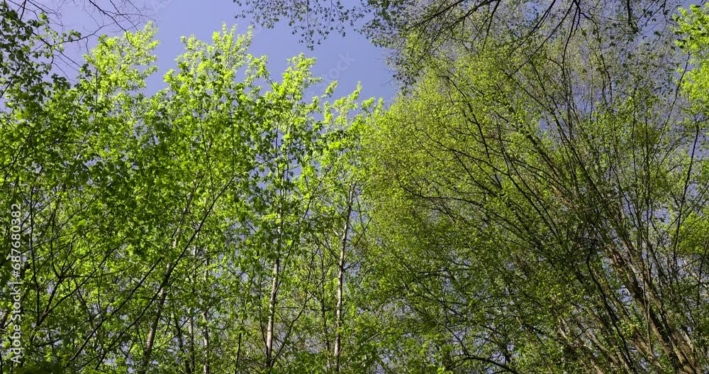 beautiful green foliage of hornbeam trees in sunny weather, beautiful green foliage of hornbeam in warm clear weather beautiful green foliage of hornbeam trees in sunny weather, beautiful green foliage of hornbeam in warm clear weather