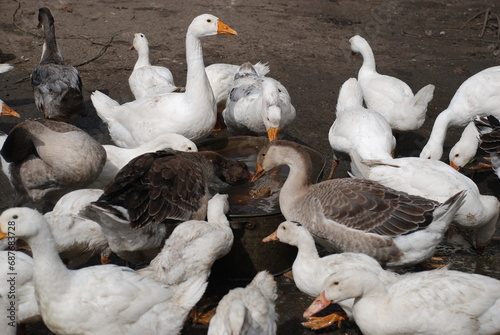 Fototapeta Naklejka Na Ścianę i Meble -  Geese in the village. Large birds in a village farm drink water from a metal trough. Geese have white and gray plumage, black eyes and yellow beaks. Birds have a small head on a long, mobile neck.