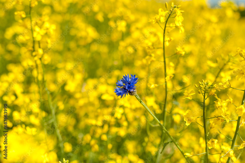 Obraz premium Rapeseed Field With Bright Blue Cornflower in Yellow Background. Shallow Depth Of Field.
