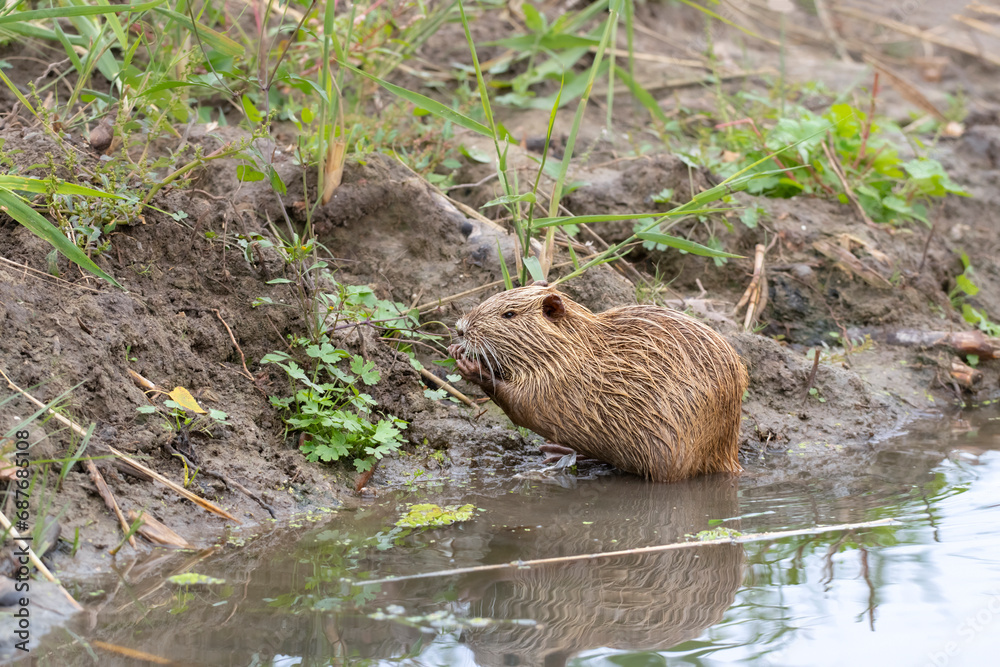 Nutria in their natural habitat.Wild nutria live in the polluted water