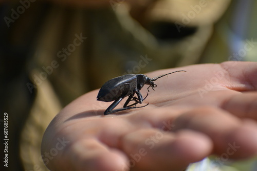 escarabajo en mano