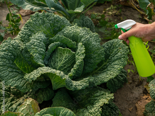 Natural cabbage treatment, spraying a natural mixture on the foliage to repel caterpillars and worms, pieris brassicae. Spray of nettle compost, cabbage leaf manure, tomato shoot manure photo