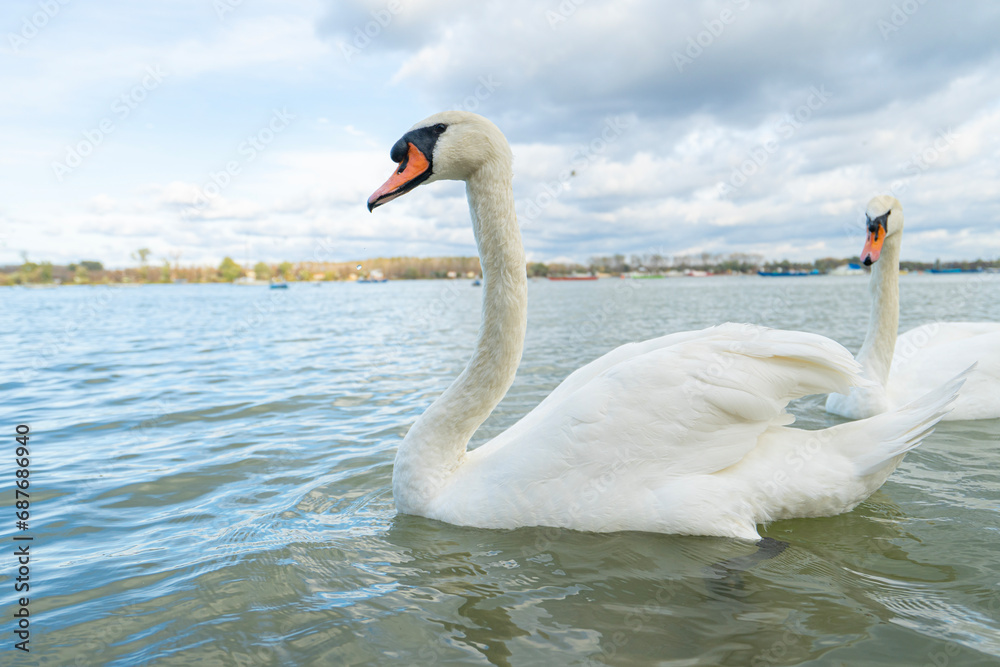 Fototapeta premium Swans in the river