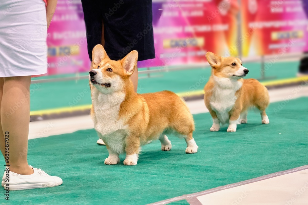 A purebred corgi dog looks attentively at an animal trainer