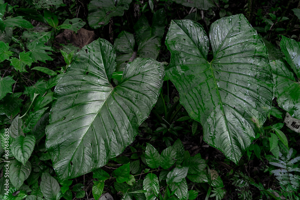 Amazon trails, green nature and rainforest Amazon trails, green nature and rainforest