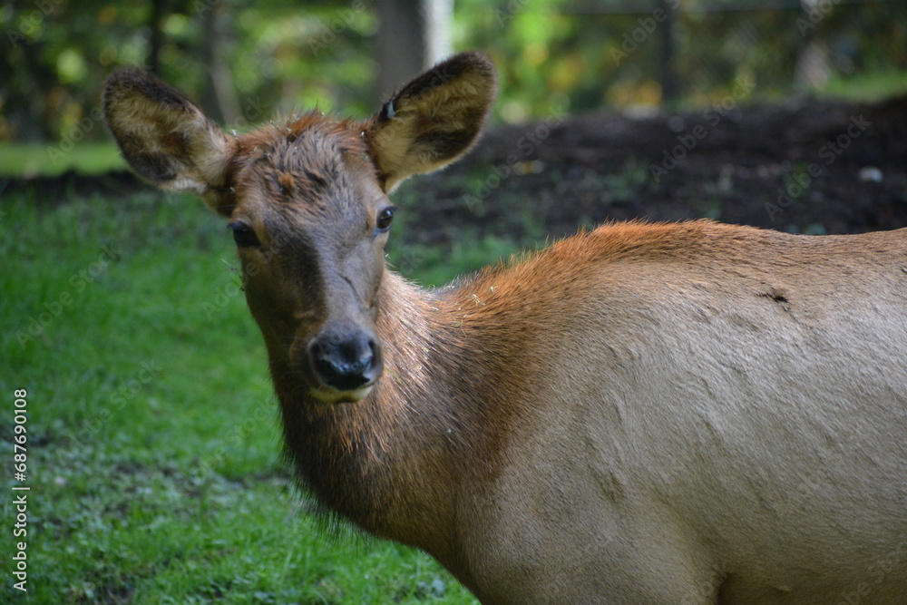 Fototapeta premium ciervo / venado