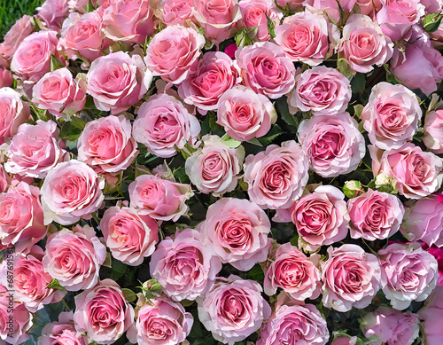 Close-up of a bouquet of fresh  xxxxx roses