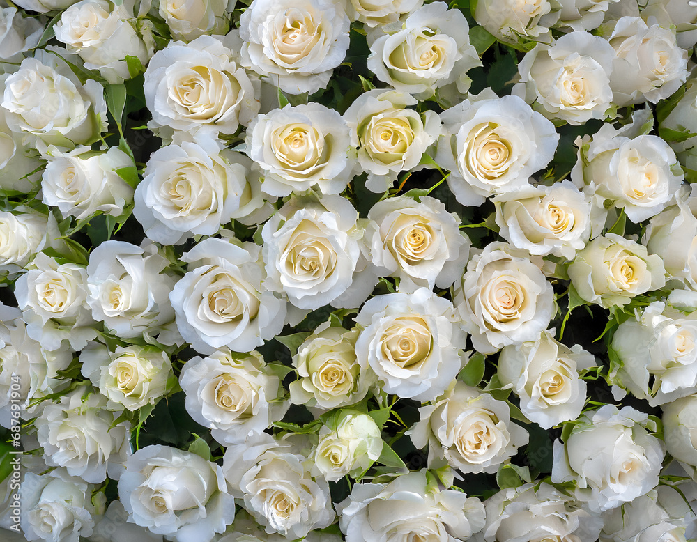 Full frame shot of white roses Full frame shot of white roses