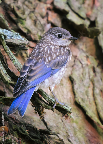 Eastern Bluebird on Tree Trunk