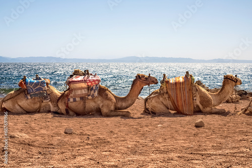 A caravan of camels rests in the desert against the backdrop of the red sea and high mountains. Egypt © Natallia