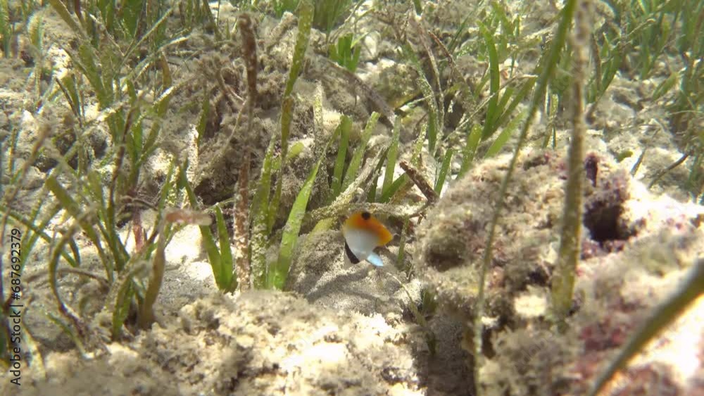 Juvenile Threadfin butterflyfish fish swimming in the sea grass Juvenile Threadfin butterflyfish fish swimming in the sea grass