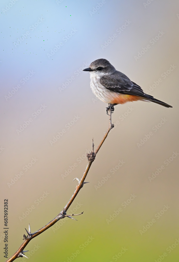 Yellow-bellied Flycatcher on a branch.