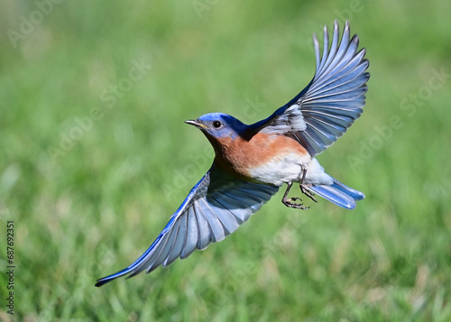 Eastern Bluebird in Flight