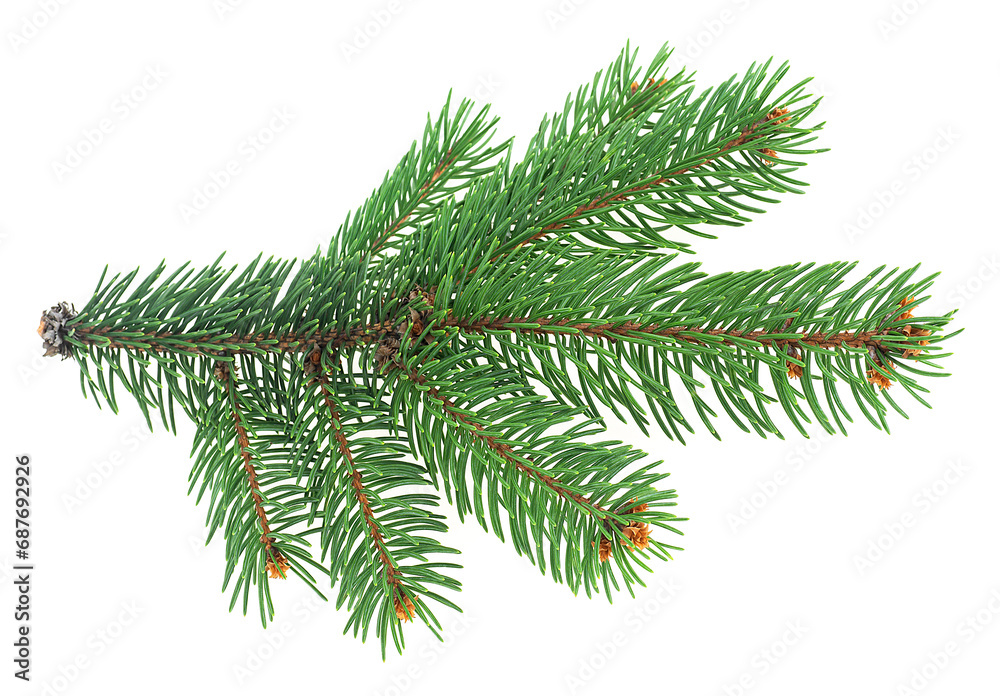 Christmas tree branch isolated on a white background. Spruce twig.