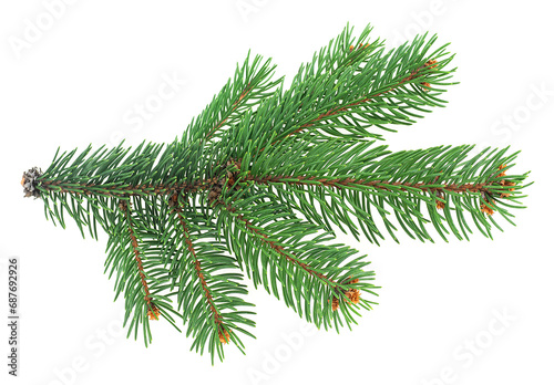 Christmas tree branch isolated on a white background. Spruce twig. photo