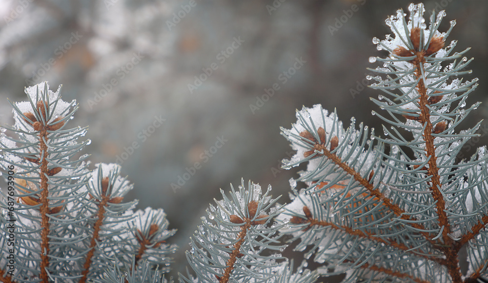 Blue spruce branches covered with snow on a blurred natural background. Winter screensaver