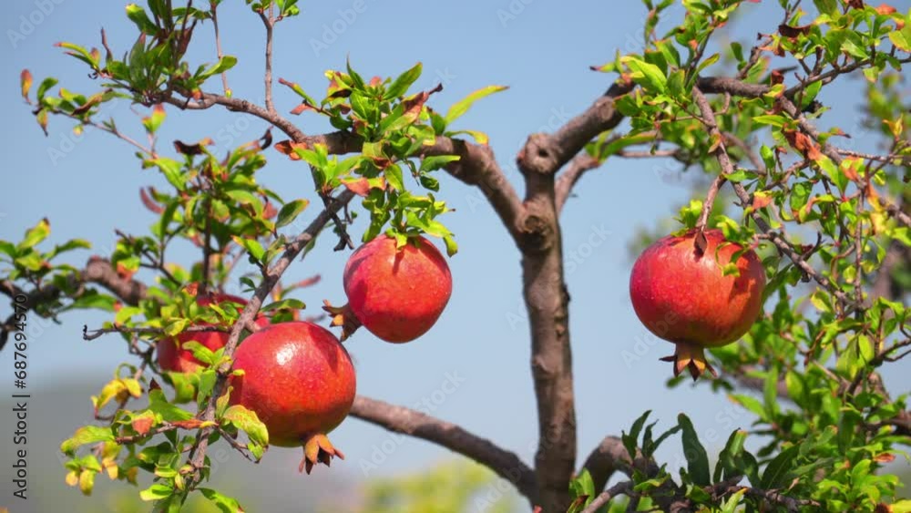 Close-up of ripe pomegranate fruit growing on tree surrounded by bright green leaves against blue sky background. Bright colors and fruits shimmer in sun. Motion Camera. Close-up of ripe pomegranate fruit growing on tree surrounded by bright green leaves against blue sky background. Bright colors and fruits shimmer in sun. Motion Camera.
